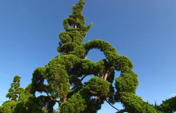 A decoração de jardins com árvores esculturais é uma forma divertida de deixar a sua casa mais interessante (Foto: Divulgação)