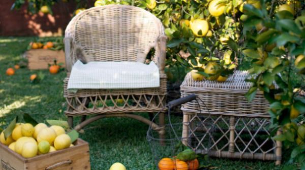 A decoração de jardins com árvores frutíferas é ótima opção em tempos de aquecimento global e de planeta pedindo auxílio (Foto: Divulgação)