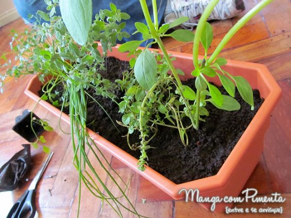 É possível, sim, fazer uma horta em apartamento (Foto: mangacompimenta.com)