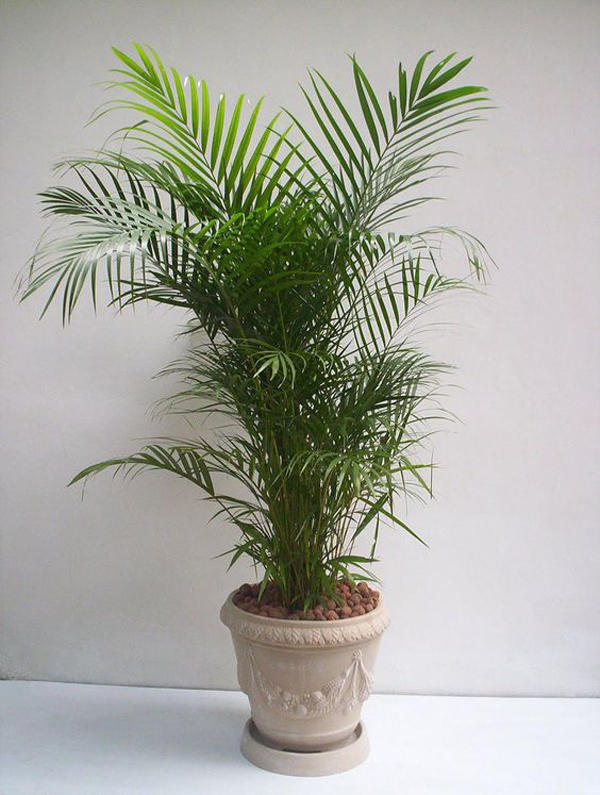 plantas de apartamento palmeira