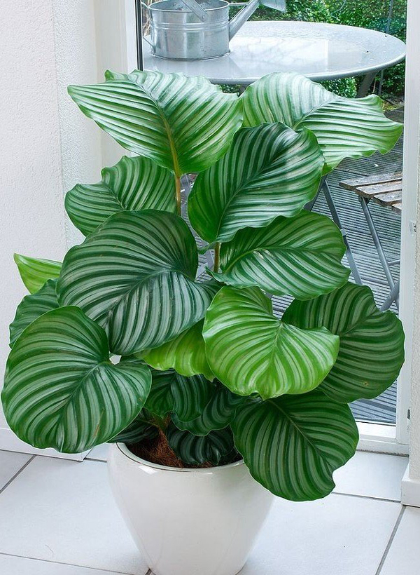 plantas de apartamento verdes