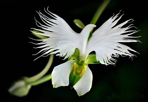 orquídea passaro