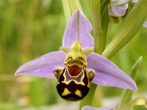 orquídea sorridente
