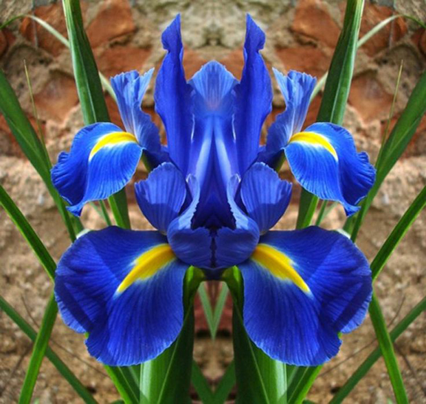 orquídea azul e amarela