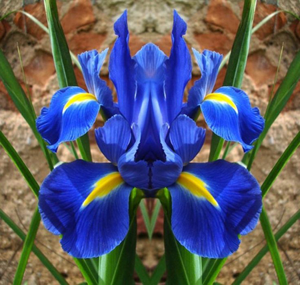orquídea azul e amarela