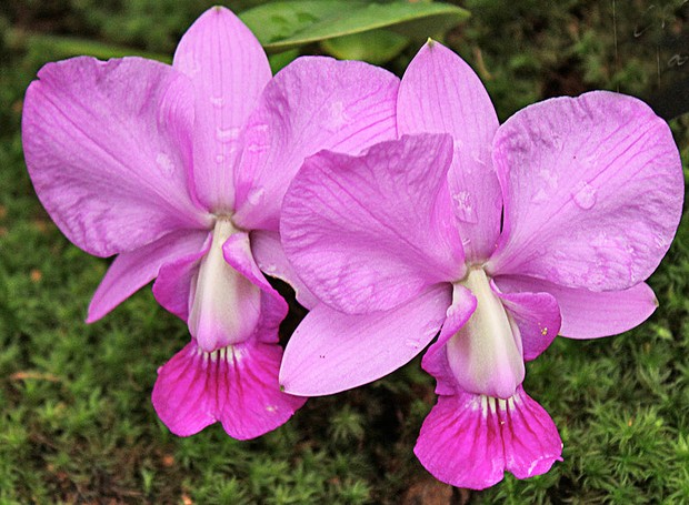 orquídea lilas