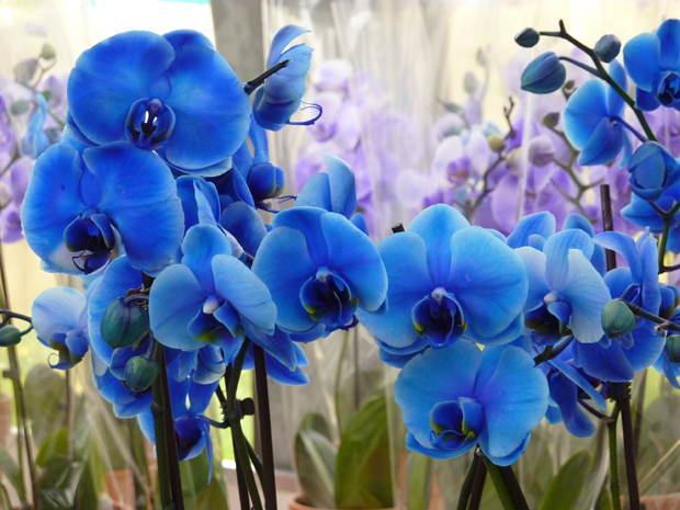 orquídea azul