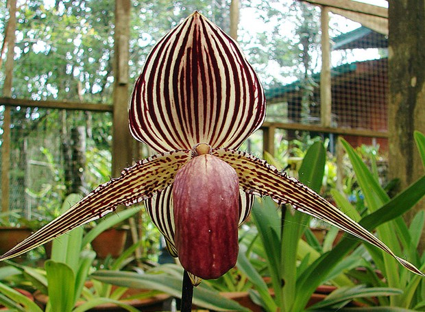 orquídea bonita
