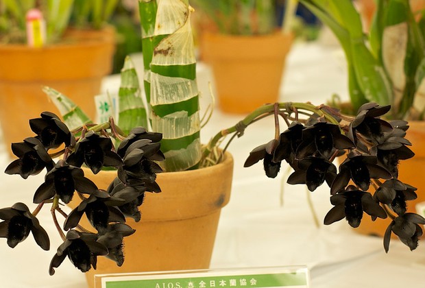 orquídea preta
