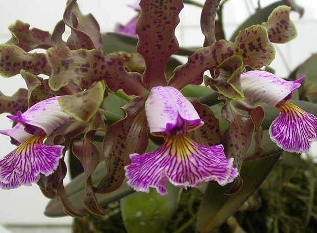 orquídea roxinha