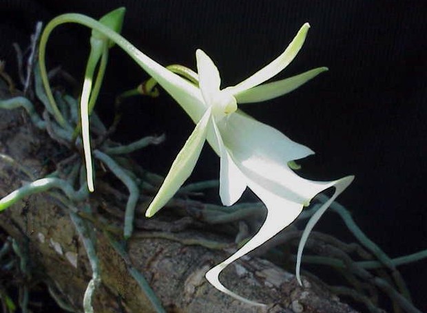 orquídea grilo