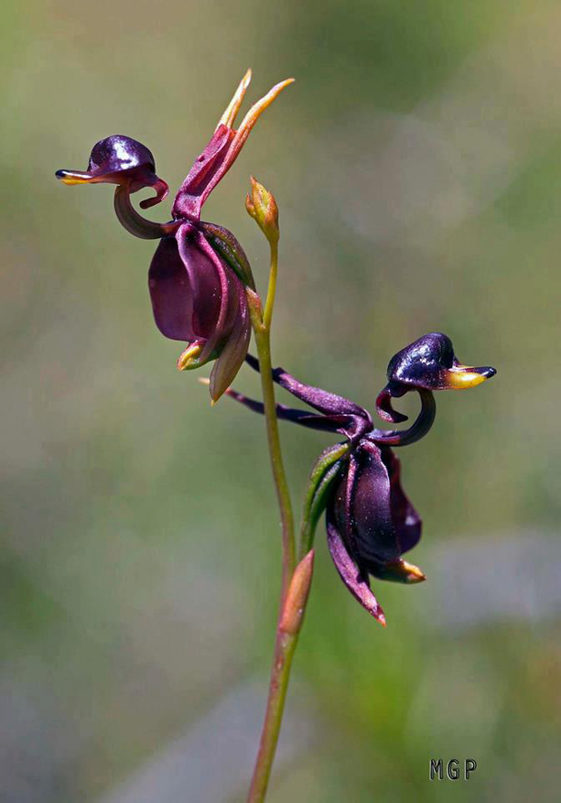 orquídea pato