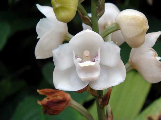 orquídea pomba