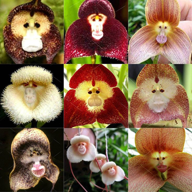 orquídea macaco