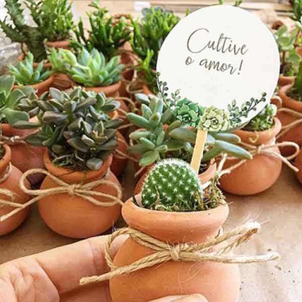 Suculenta plantada em vasinho escrito para cultivar o amor