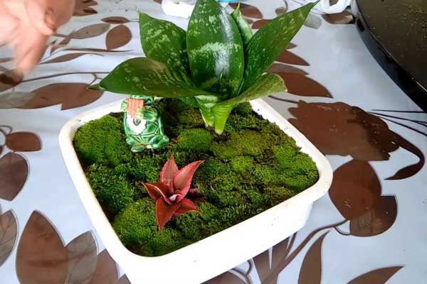 Terráreo de suculenta com musgos