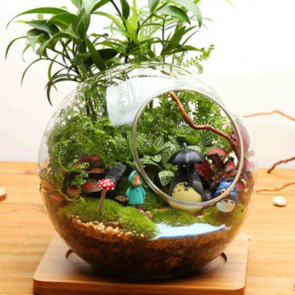 Vaso de vidro com suculentas plantadas