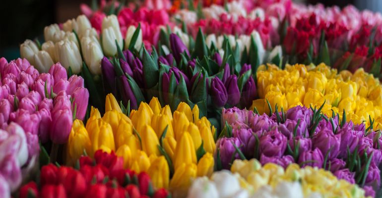 flores coloridas