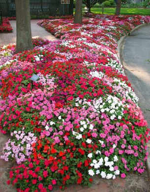 Decoração de Jardins com Plantas Rasteiras