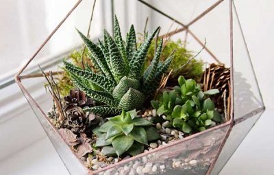 Tarráreo Diferente para Suculentas