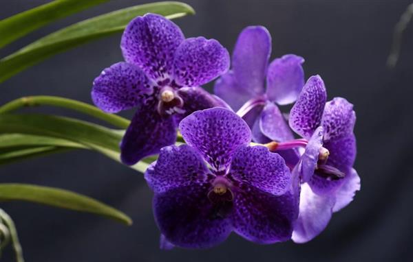 como cuidar de orquideas em vaso de barro